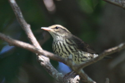 Northern Waterthrush - Duxbury Beach, MA - Sept.13, 2012   [1 of 2]
