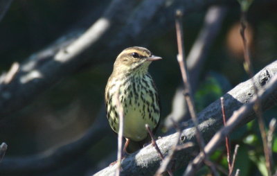Northern Waterthrush - Duxbury Beach, MA  - Sept. 14, 2012  [2nd bird]