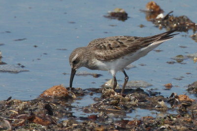 White-rumped Sandpiper - Duxbury Beach, MA - Sept. 14, 2012