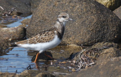 Ruddy Turnstone (juv.) - Duxbury Beach, MA - Sept 14 2012