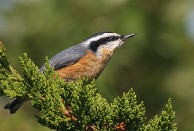 Red-breaseted Nuthatch - Duxbury Beach, Ma - Sept. 14, 2012