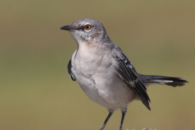 Northern Mockingbird - Duxbury Beach, MA - Sept 14, 2012
