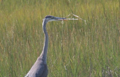 Great Blue Heron (juv) carrying a reed? - Duxbury Beach, MA - Sept.14, 2012