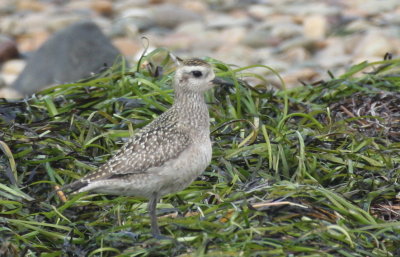 Am Golden Plover - Duxbury Beach, MA - Sept. 15, 2012