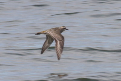 Am Golden Plover - Duxbury Beach, MA - Sept. 15, 2012   -  (Could extended feet make it a Pacific?)  [2 of 3]