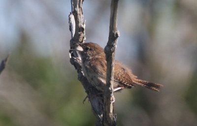 House Wren - Duxbury Beach, MA  -  Sept. 11, 2012