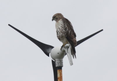 Red-tailed Hawk on Gurnet - Duxbury Beach, MA - Sept. 22,2012  [3 of 3] on residential wind turbine (moving!)