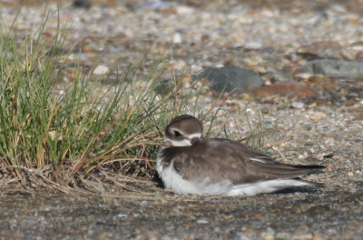 Semipalmated Plover (juvenile) - Duxbury Beach, MA - Sept. 25, 2012 - resting in beach parking lot