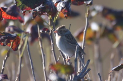 Clay-colored Sparrow - Duxbury Beach, MA - Sept. 25, 2012