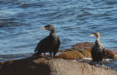 Great Cormorant (left) with Double-crested Cormorant - Duxbury Beach, MA - Sept. 25, 2012  - first Great of season