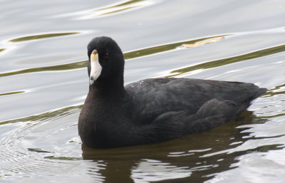 American Coot (early return) - Store Pond, Plymouth, MA - Sept. 27, 2012
