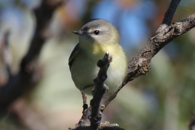 Philadelphia Vireo - Duxbury Beach, MA - October 1, 2012
