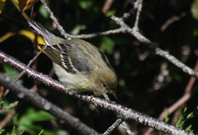 Blackpoll Warbler - Duxbury Beach, MA - October 1, 2012  [1 of 2]