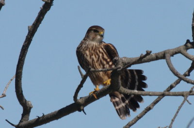 Merlin - Duxbury Beach, MA - October 1, 2012