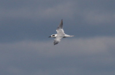 Forster's Tern (juv) - Duxbury Beach, MA - October 1, 2012