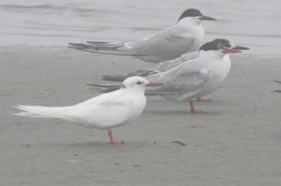Leucistic Tern - Duxbury Beach, MA - October 4, 2012