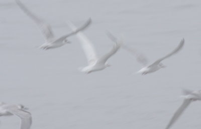 Leucistic Tern - Duxbury Beach, MA - October 4, 2012