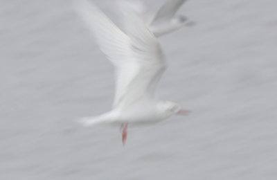 Leucistic Tern - Duxbury Beach, MA - October 4, 2012