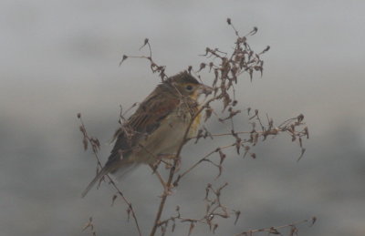 Dickcissel - Duxbury Beach, MA - October 3, 2012