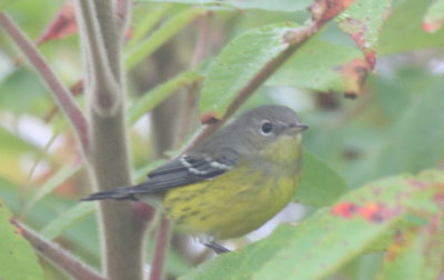 Magnolia Warbler - Duxbury Beach, MA - October 3, 2012