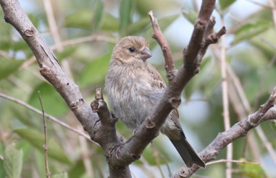 Indigo Bunting (fem) - Duxbury Beach, MA - October 2, 2012