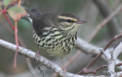 Northern Waterthrush - Duxbury Beach, MA - October 10, 2012