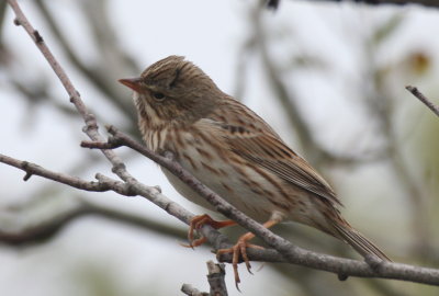 Ipswich (Savannah) Sparrow - Duxbury Beach, MA - October 10, 2012