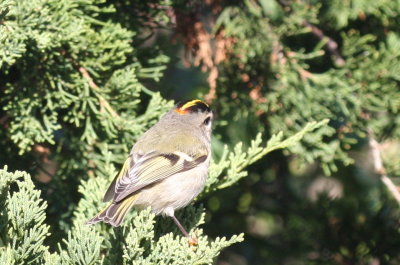 Golden-crowned Kinglet (odd marking) - Duxbury Beach, MA - October 11, 2012 