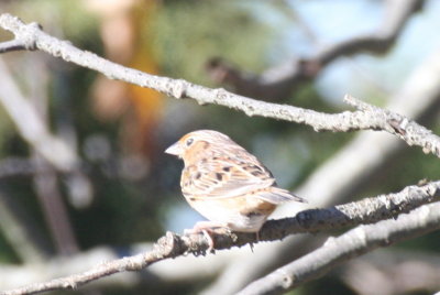 Grasshopper Sparrow - Duxbury Beach, MA  - October 11, 2012   - my first record for Duxbury Beach