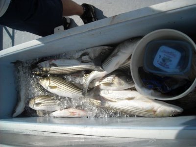 Wild Goose Charter August 7 2010 76.JPG
