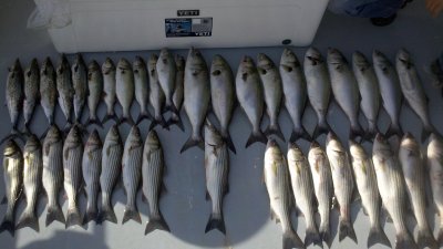 Summer Live Lining - Stripes, Spanish Mackerel and Blue Fish