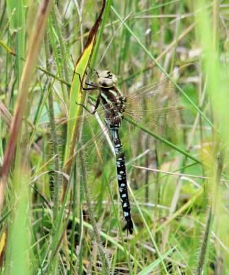 Lance-tipped Darner (Aeshna constricta)