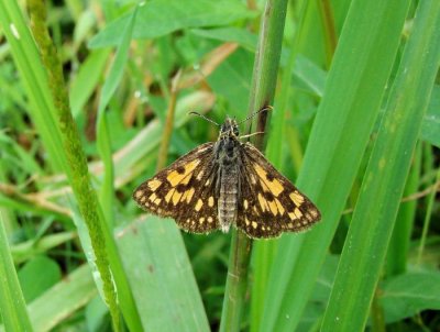 Arctic Skipper (Carterocephalus palaemon)