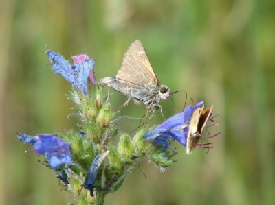 Tawny-edged Skipper (Polites themistocles)