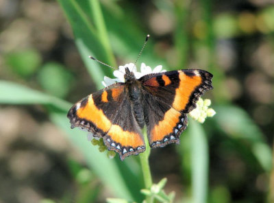 Milbert's Tortoiseshell (Nymphalis milbertii)