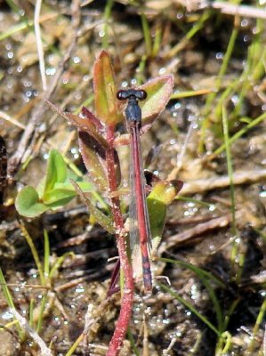 Eastern Red Damsel