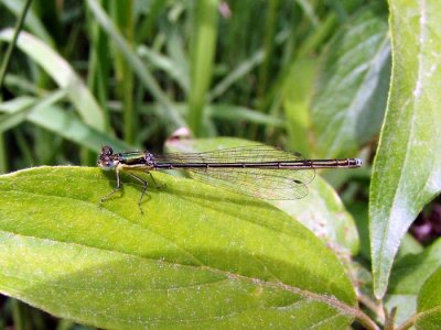 Sedge Sprite