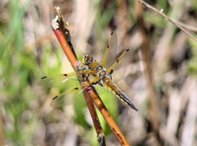 Four-spotted Skimmer (Libellula quadrimaculata)