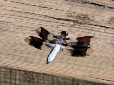 Common Whitetail, male (Plathemis lydia)