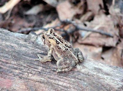 American Toad (Bufo americanus)