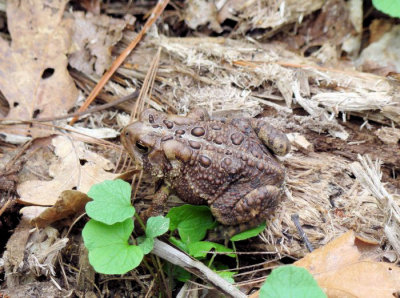 American Toad (Bufo americanus)