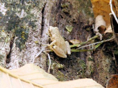 Spring Peeper (Pseudacris crucifer)