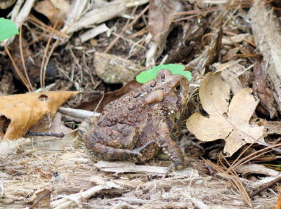 American Toad (Bufo americanus)