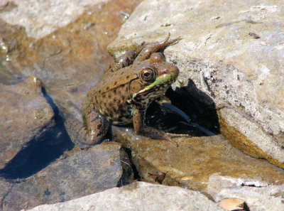 Green Frog (Rana clamitans)