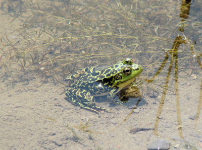 Mink Frog (Rana septentrionalis)