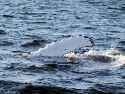 Humpback Whale flipper