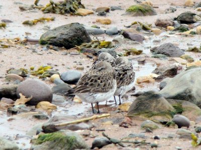 White-rumped Sandpipers