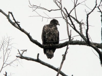 Bald Eagle (first year)