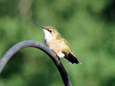 Ruby-throated Hummingbird, female