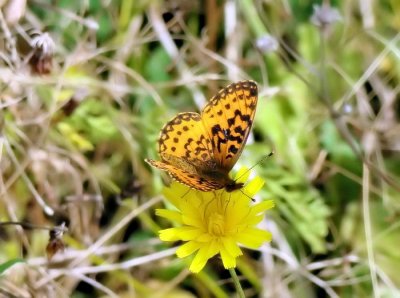 Silver-bordered Fritillary (Boloria myrina)